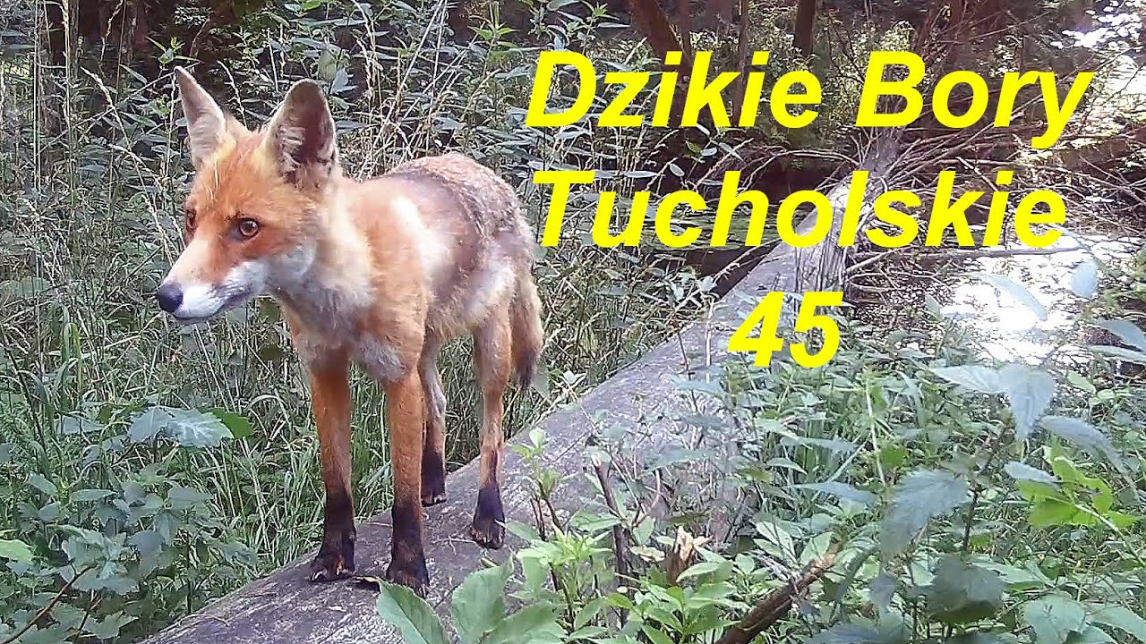 Dzikie Bory Tucholskie 45. Historia jednej kłody na Stążce.