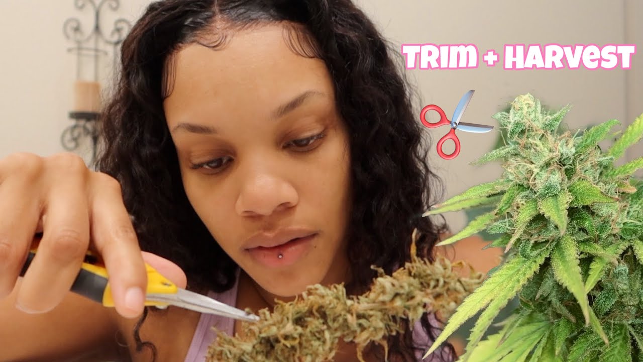 Grease Monkey Harvest 🌱 Indoor Cannabis Grow
