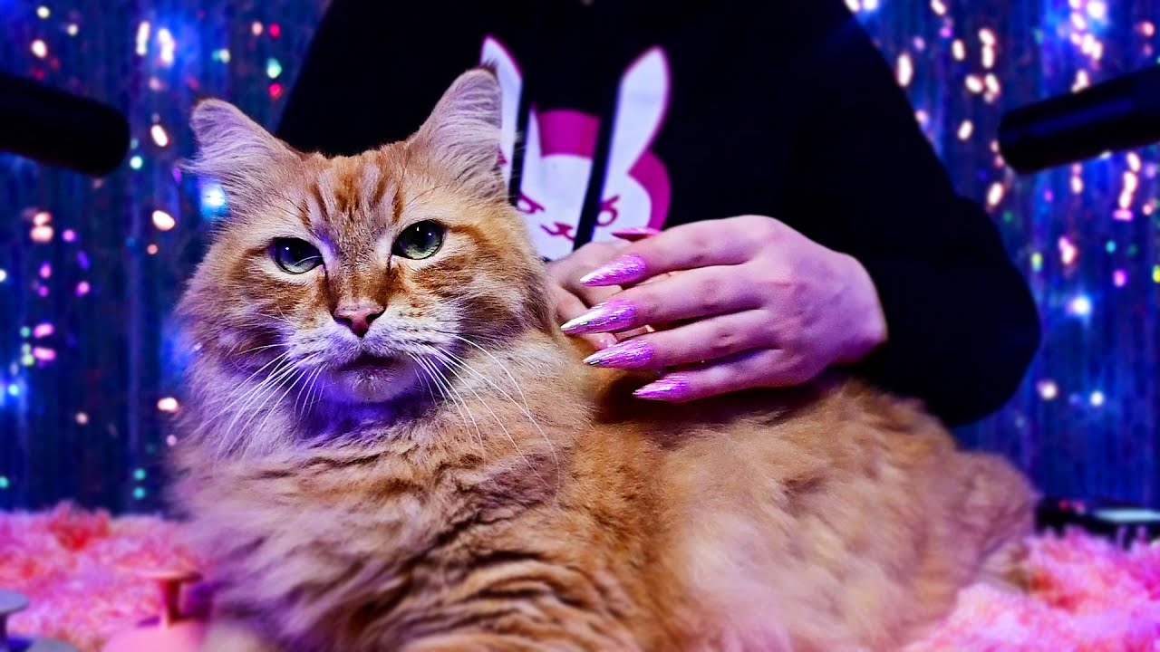 ASMR With My Cat 😻(No Talking)😻Purring, Brushing, Scratching