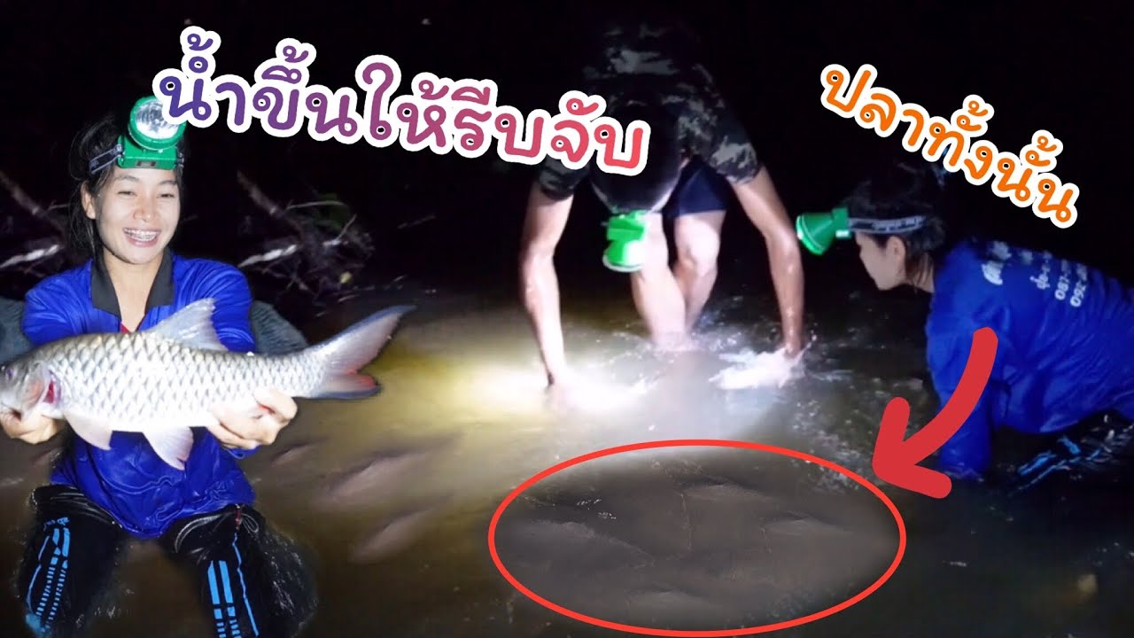 จับปลากลางคืนหลังฝนตก มองเห็นเป็นตัวๆเลย มีแต่ไซส์ใหญ่ๆ