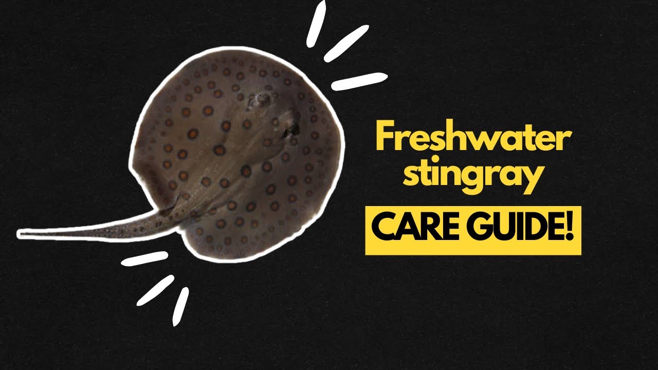 So you wanna have a freshwater stingray? WATCH THIS VIDEO FIRST!