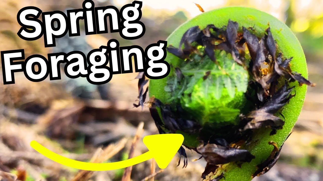 Foraging for Fiddleheads: Where to Find Them and How to Harvest