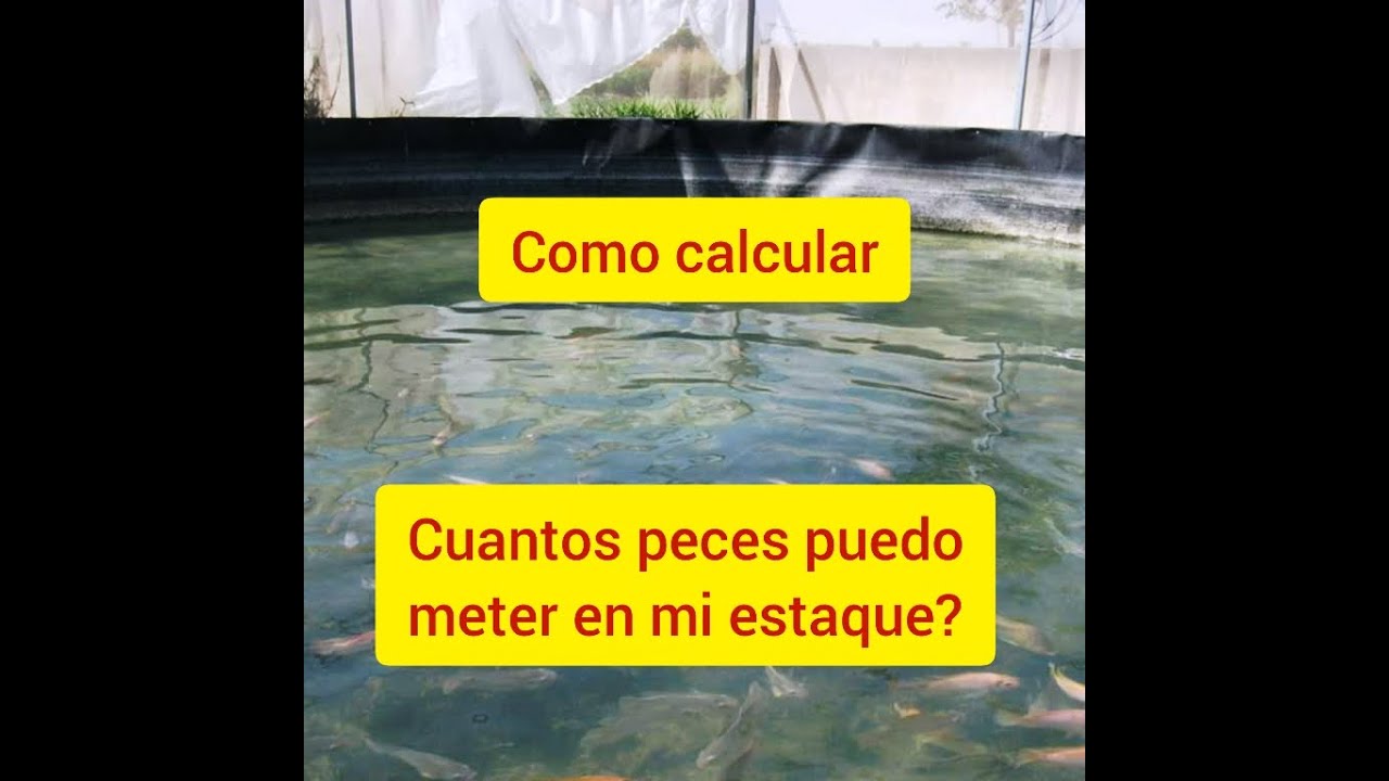 Como calcular la densidad de siembra en mi estanque de Tilapias.