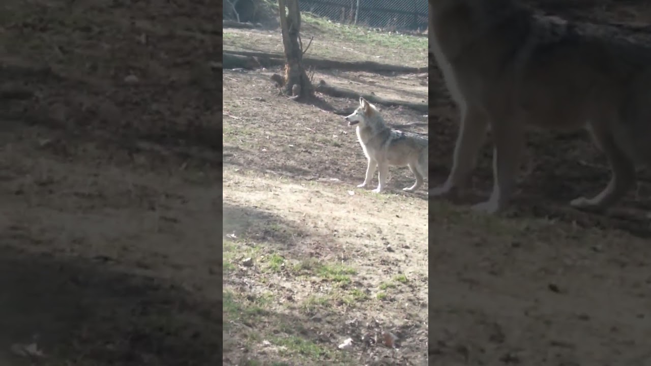 wolf running around