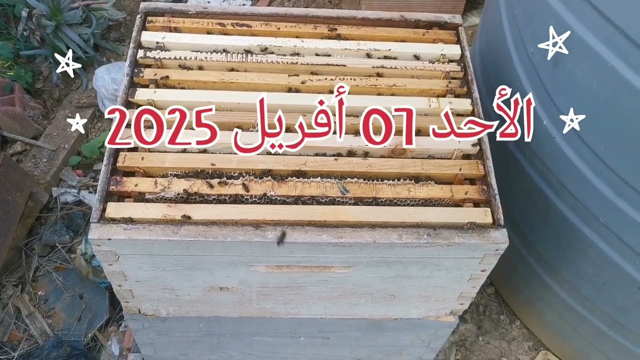 كيفية رفع العاسلة الثانية للخلية دون وضع الحاجز الملكي.. منحل أمين ولدسعيد الجزائر