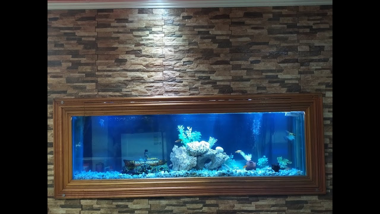 Como limpar  aquário de água doce  simples e rápida- aquário embutido na parede-aquario de agua doce