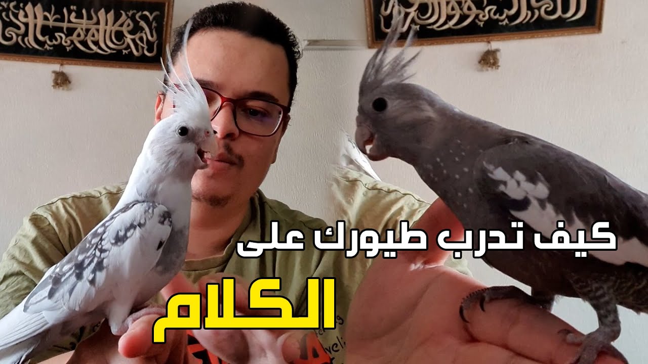 #Vlog2 : طريقة تدريب طيور الكوكتيل على الكلام والغناء