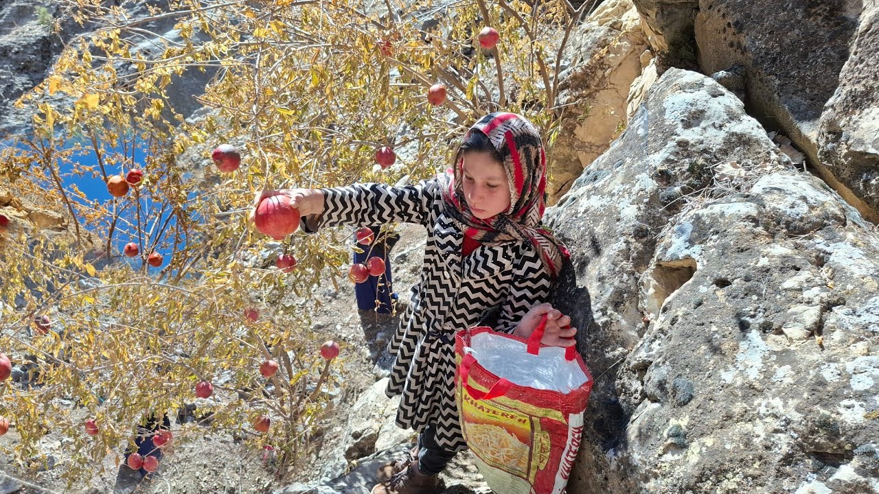 Harvesting wild pomegranates from the heart of pristine nature. A hard day in the mountains