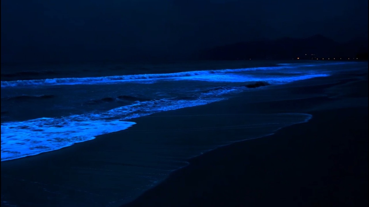 (No Ads) Relaxing Night Sea | Soft Waves for Sleep & Stress Relief