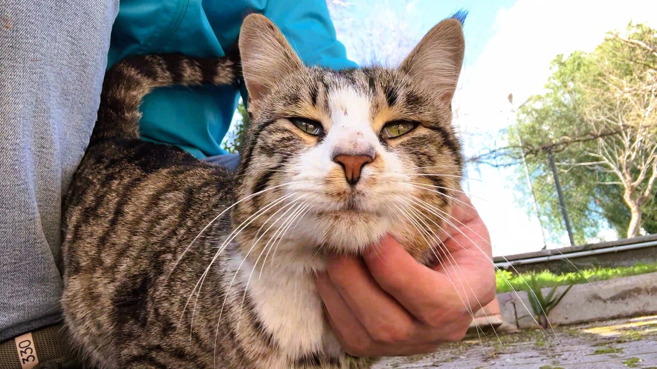 Did He Just Protect Me? Gus The Street Cat