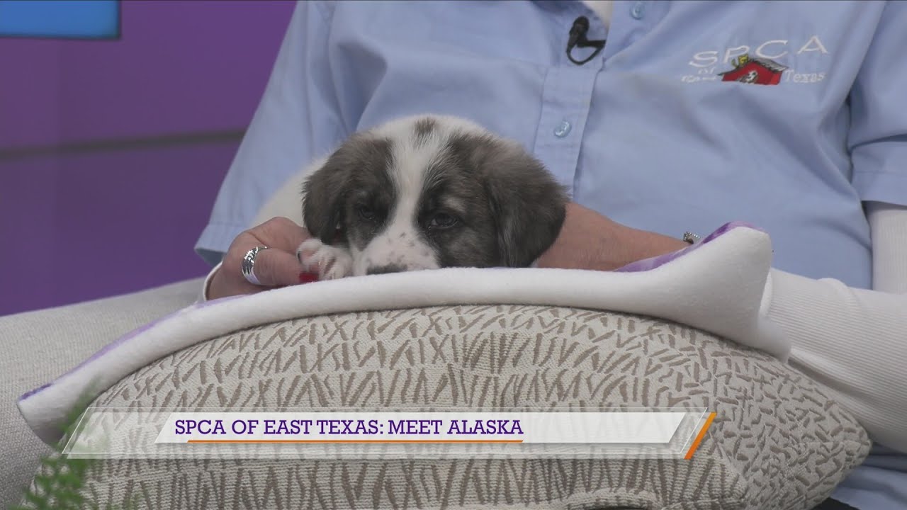 SPCA of East Texas: Meet Alaska