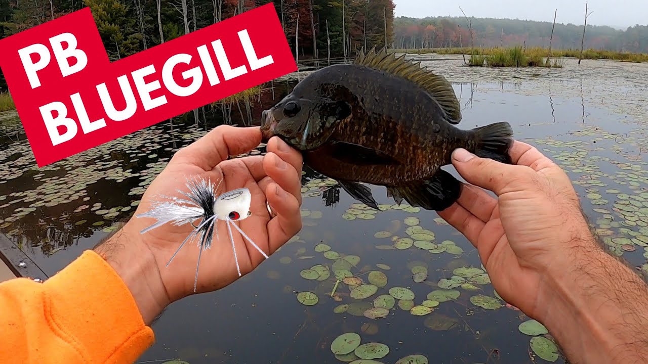 Fly Fishing HUGE Bluegill with POPPERS! New PB!