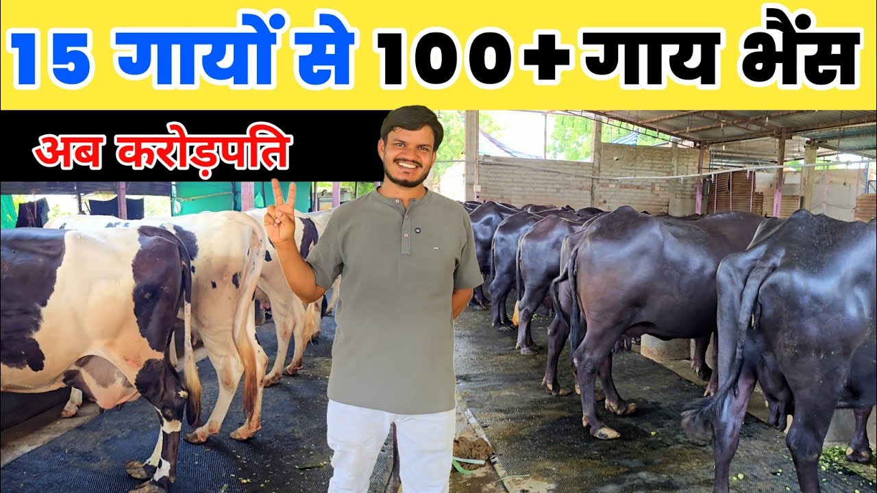 भैंस पालन से करोड़ों का घर, गाड़ी, ट्रैक्टर, जेसीबी | Successful Buffalo Dairy Farming