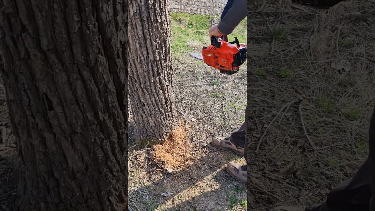 palmera motorlu testere kalin kuru kesim