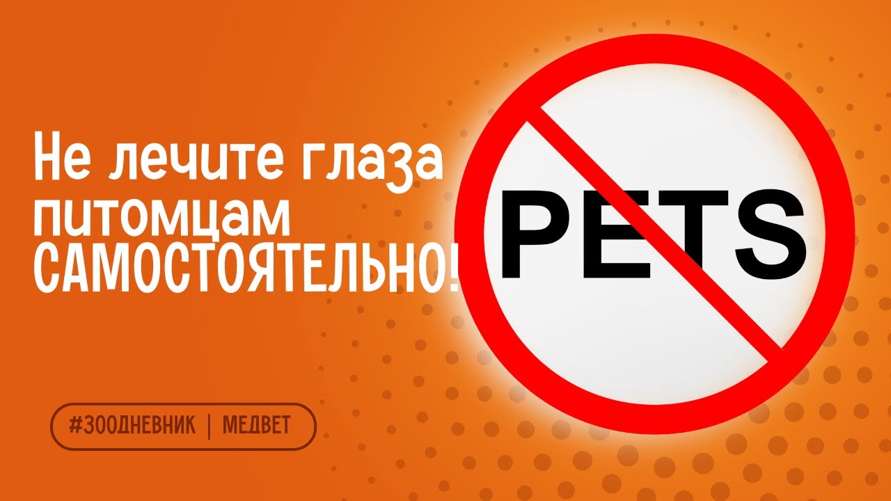Красные глаза у питомцев— ЧТО это значит и чем опасно?