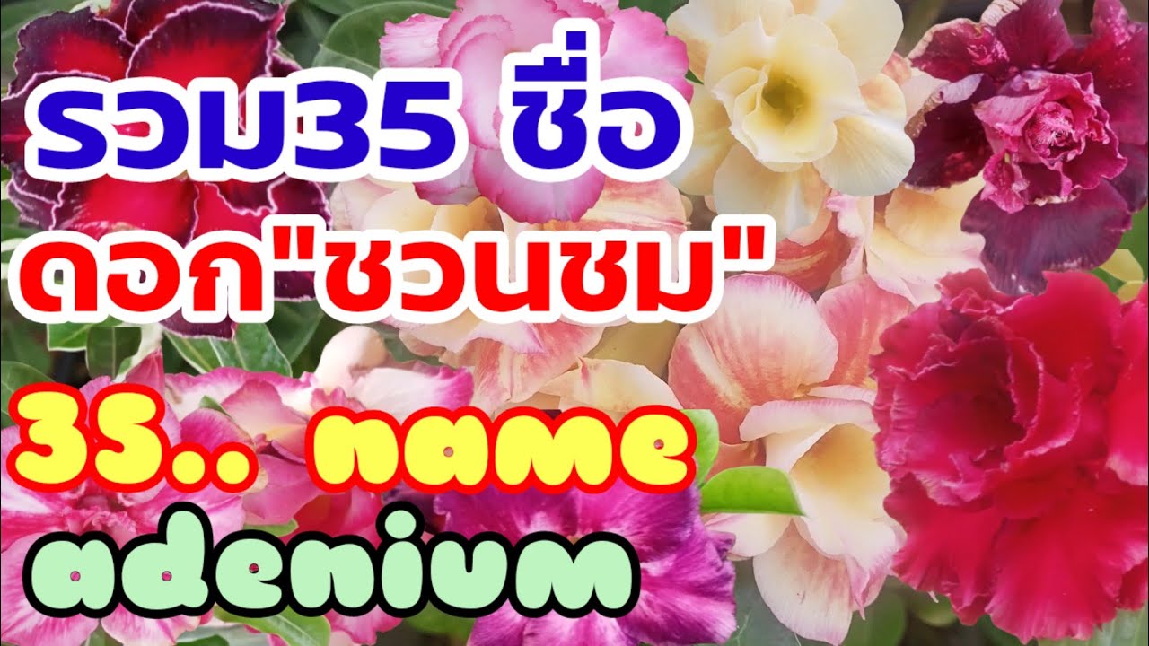 หาชมยากมาก! รวมชื่อดอก#ชวนชม ทั้ง35ชื่อ #adenium