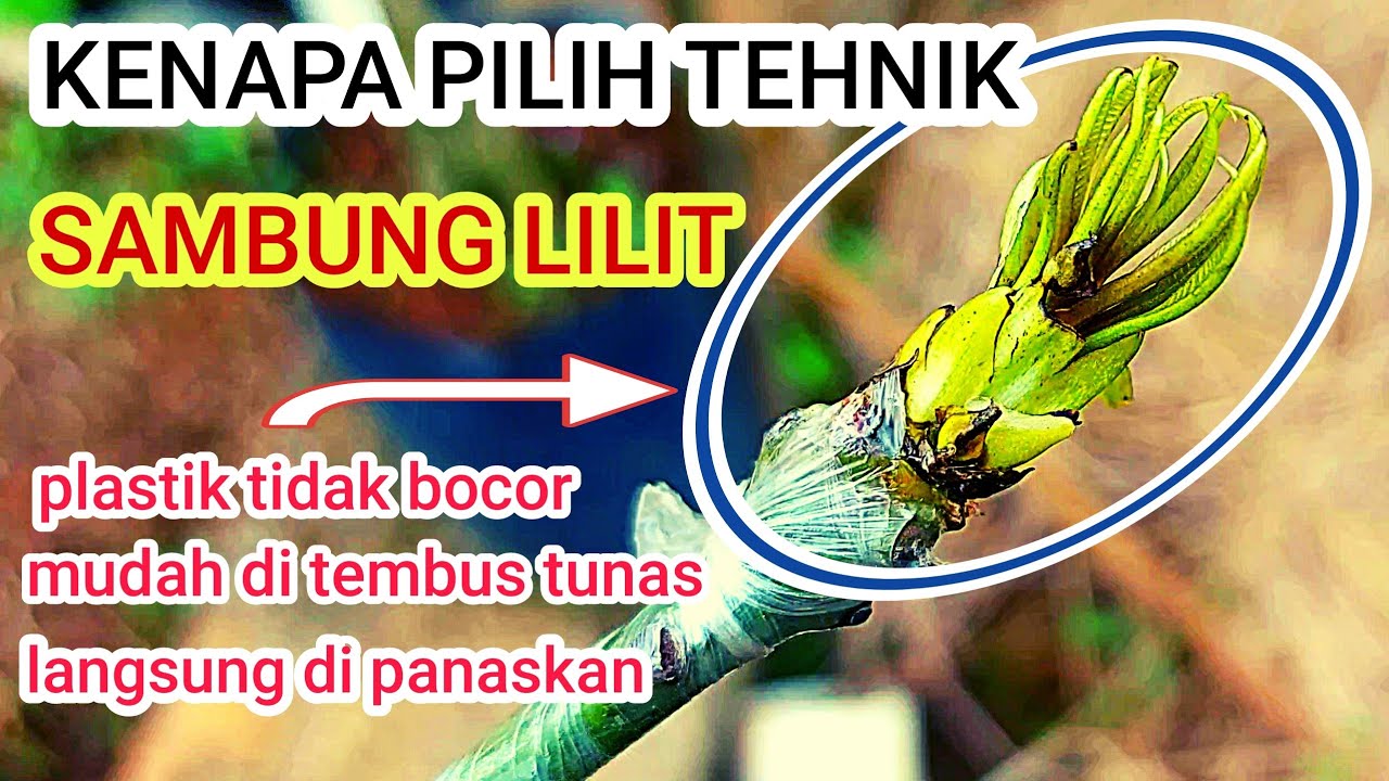 kelebihan tehnik samcuk lilit
