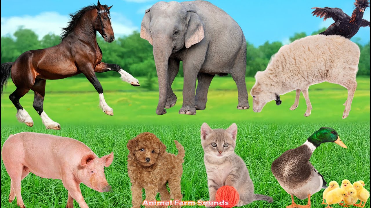 Adorable Pet and Farm Animal Sounds: Elephant, Sheep, Cow, Dog, Cat, Chicken, Duck - Animal Videos