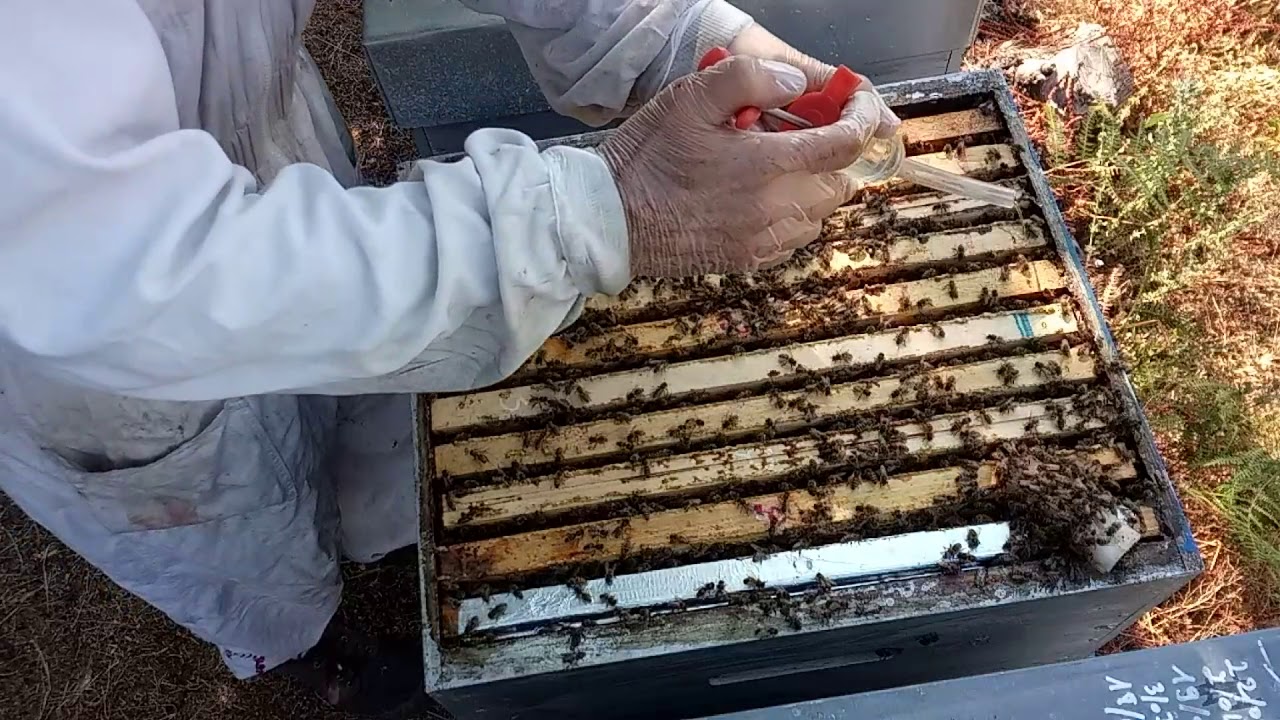 08-Lutte biologique contre Varroa -II-. Méthode Scalvini : Le dégouttement