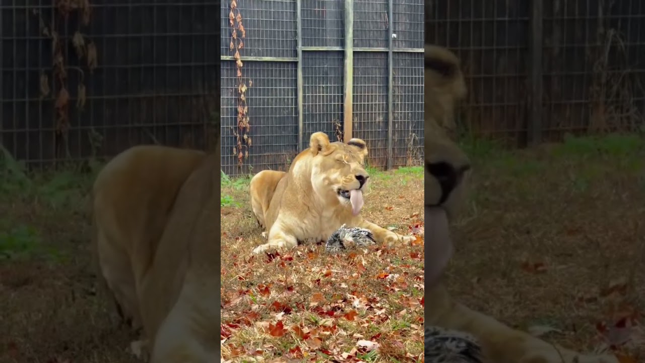 Elvis the lion with a fully feathered chicken 