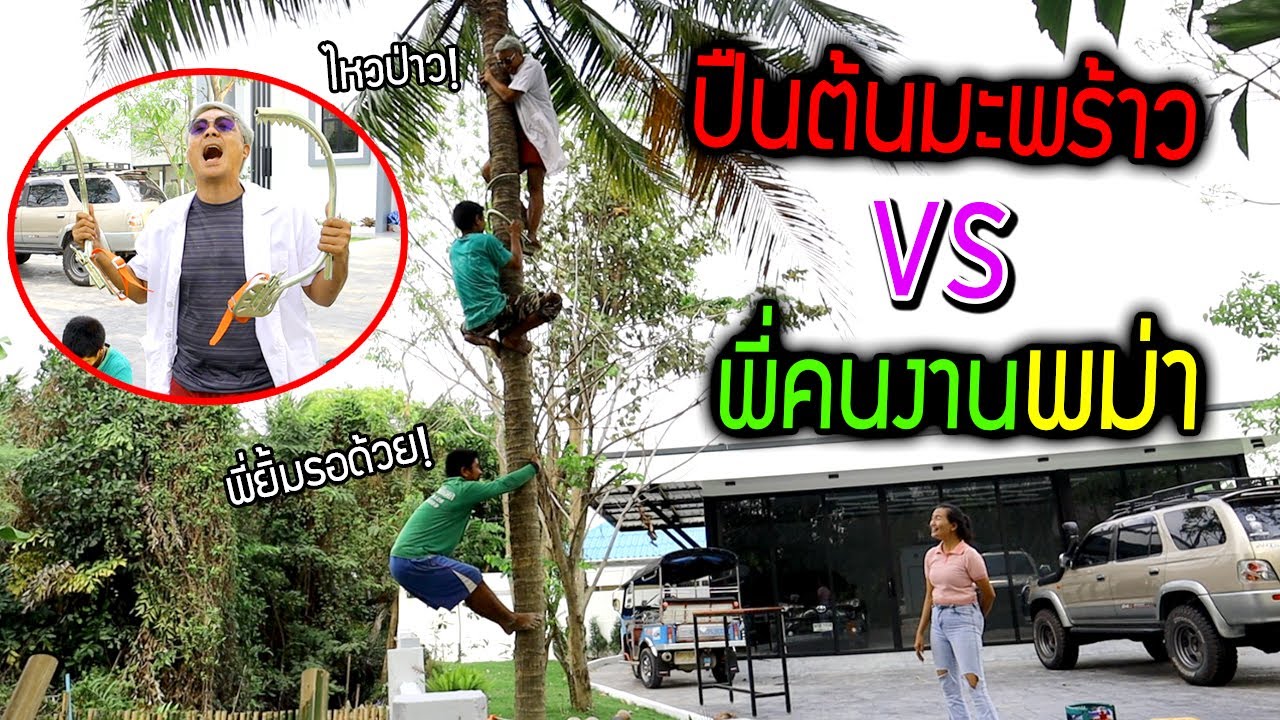 ท้าปีนต้นมะพร้าว VS พี่คนงานพม่า ใครจะถึงก่อนกัน?