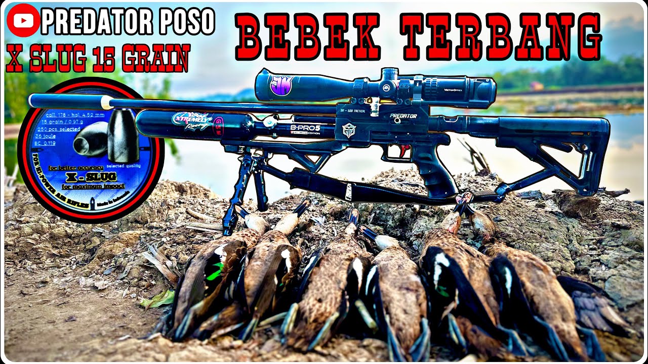 BERBURU BEBEK TERBANG|MENGGUNAKAN SENAPAN ANGGIN PCP PREDATOR 500|BURUNG BELIBIS