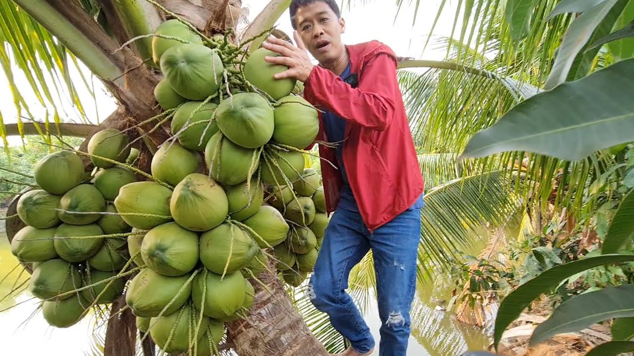 หากินยากมาก มะพร้าวอะไร ทุบขายลูกละ 200| เอิร์ธสดชื่น เหมาผล ต้นพันธุ์แจกฟรี