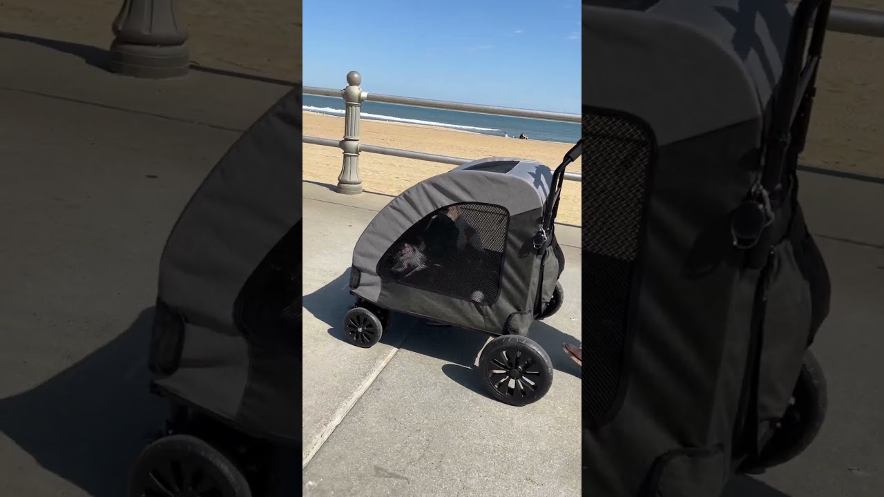 3 Reasons To Bring Your Dog Stroller To The Beach