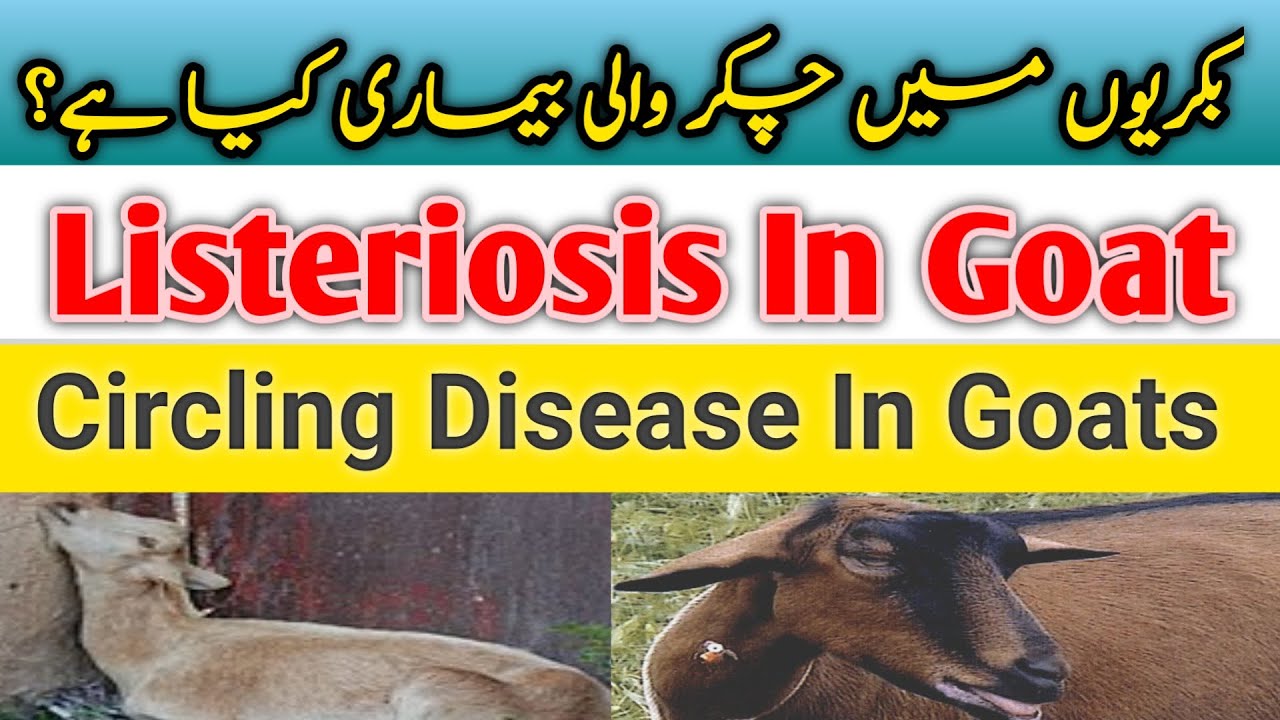 Listeriosis In Goat||Circling Disease||Dr Hafiz Nadeem ur Rehman