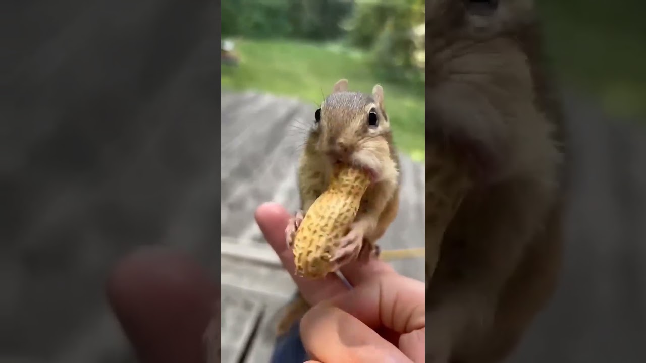 squirrels eat nuts 😍 #short #video #animals