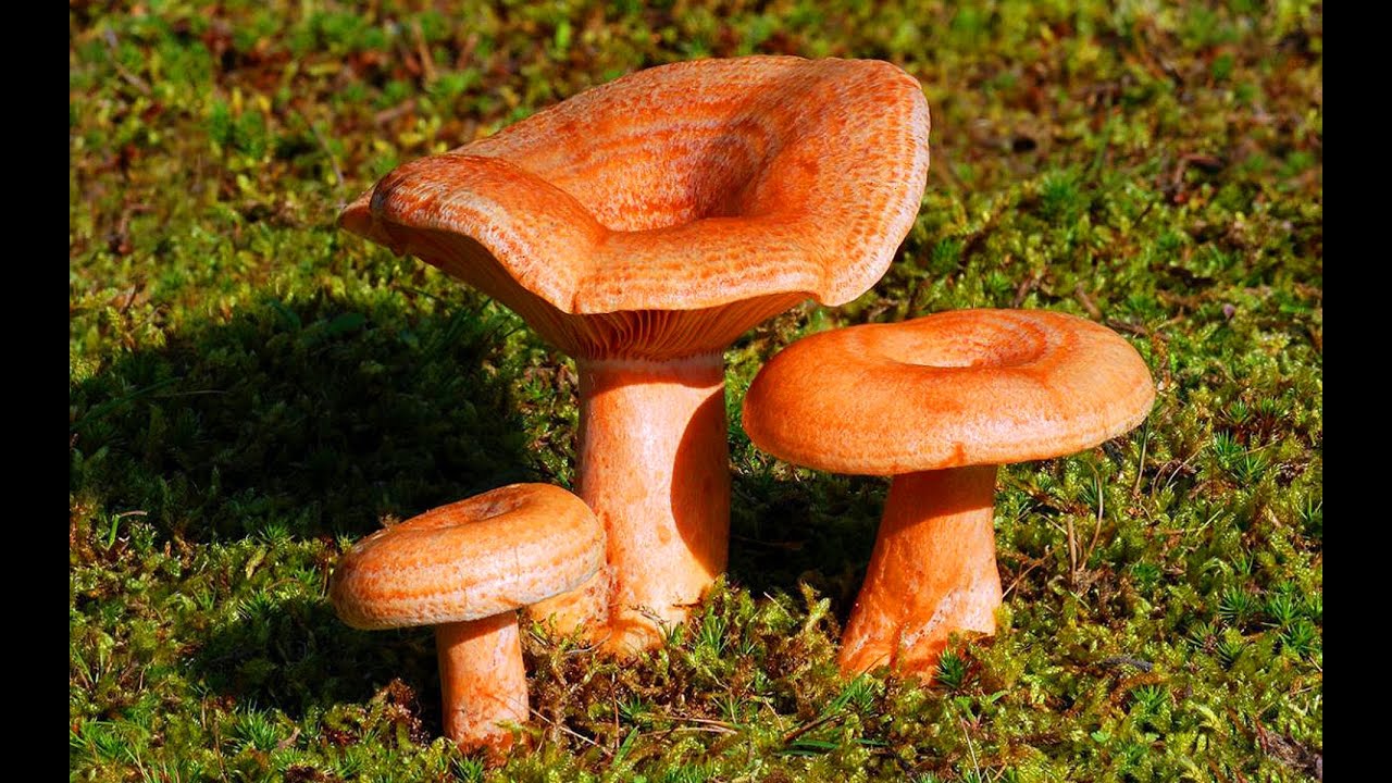 Грибное сафари!!!! И не только!!!!