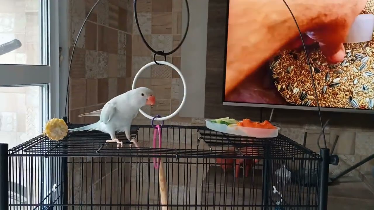 Qual a gaiola que devo colocar um ring neck e a alimentação?