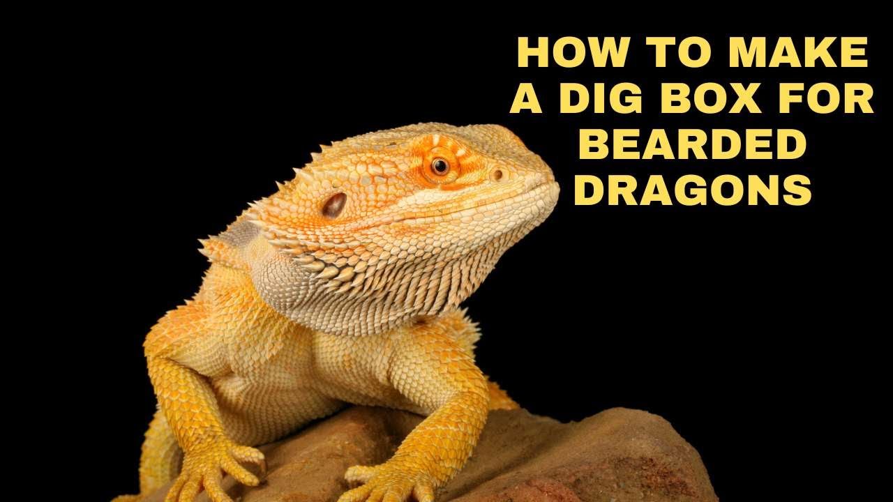 How to Make a Dig Box for Your Bearded Dragon?