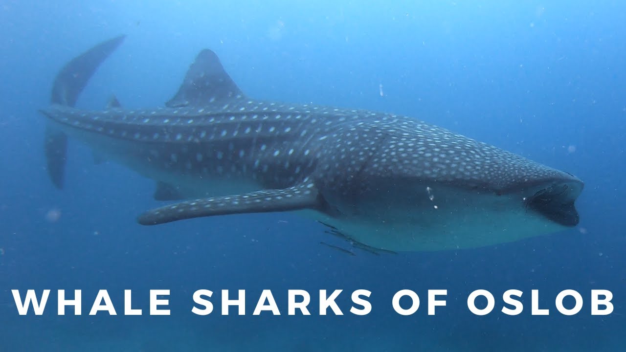 Whale Sharks Diving in Oslob Philippines (4K) Part 2/3