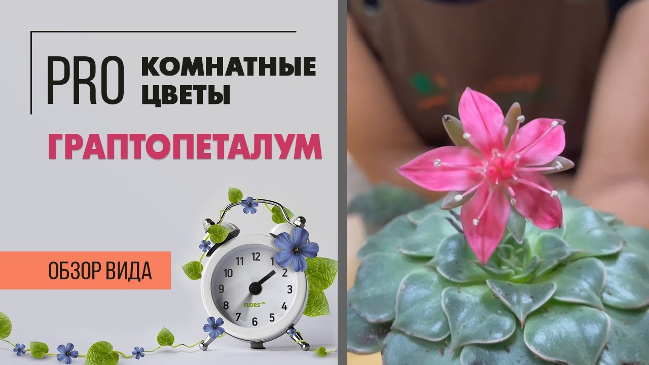 Граптопеталум - суккулент, похожий на каменную розу. Неприхотливое комнатное растение для ценителей