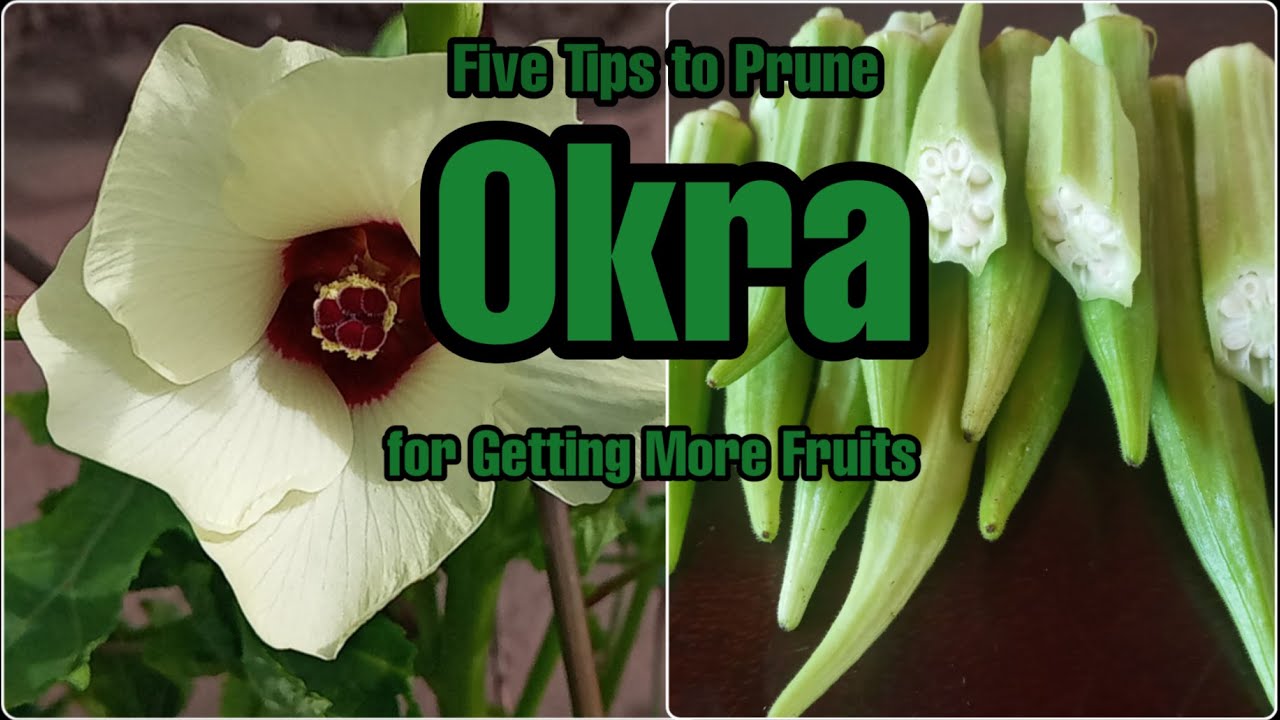 Five Tips to Prune Okra for Getting More Fruits