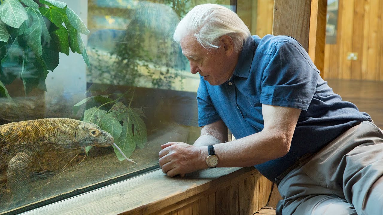 Komodo dragon exhibit renamed for Sir David Attenborough