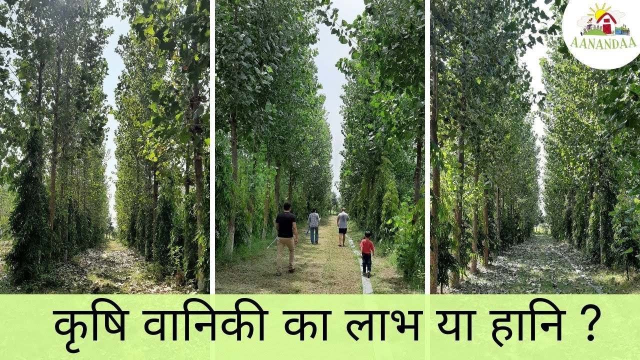 कृषि वानिकी/Agroforestry का फ़ायदा या नुक़सान? - एक पर्माकल्चर फार्म के नज़रिए से