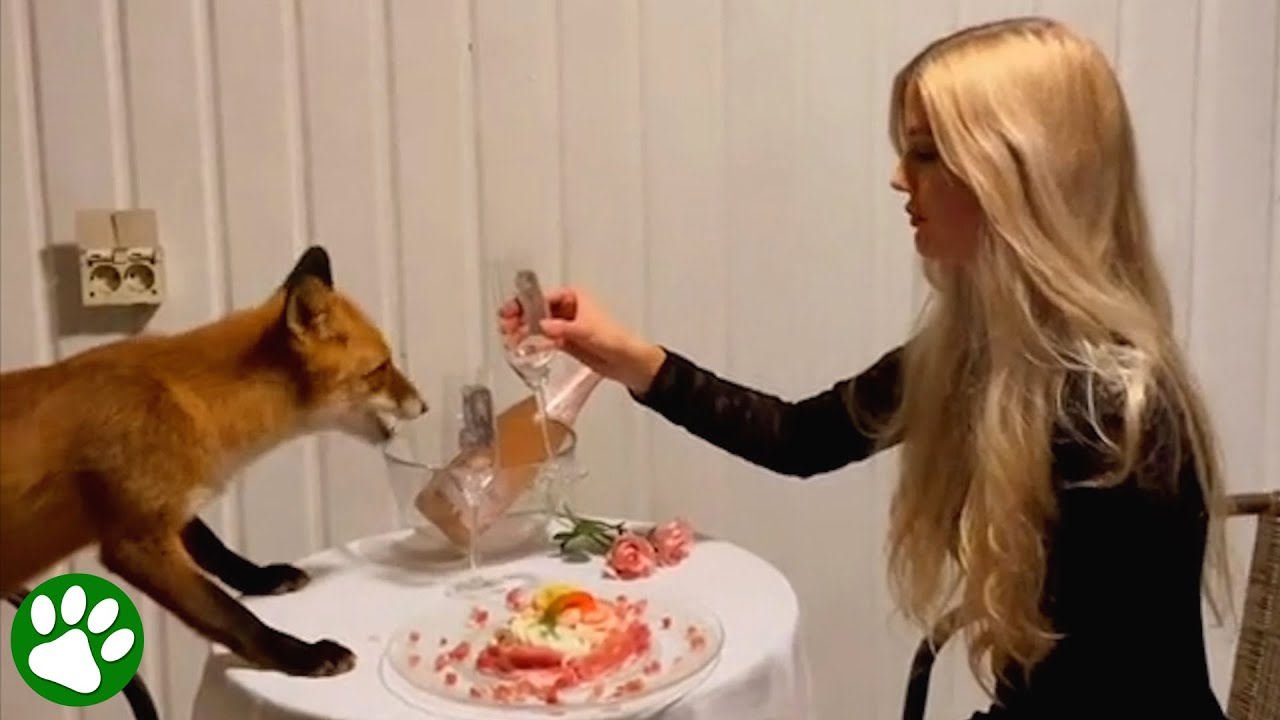 Vild r&auml;v blir b&auml;sta v&auml;n med en m&auml;nniska