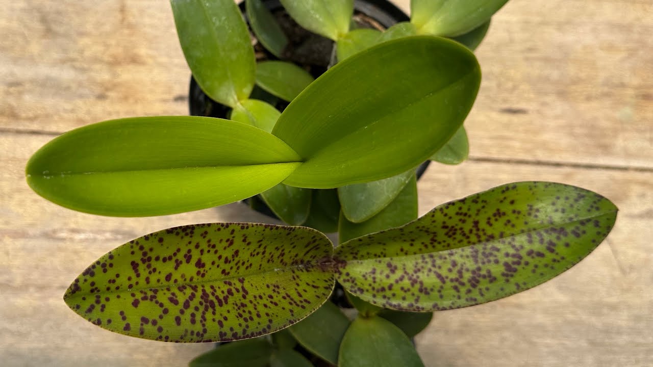 As diferenças das orquídeas ALBAS!!!