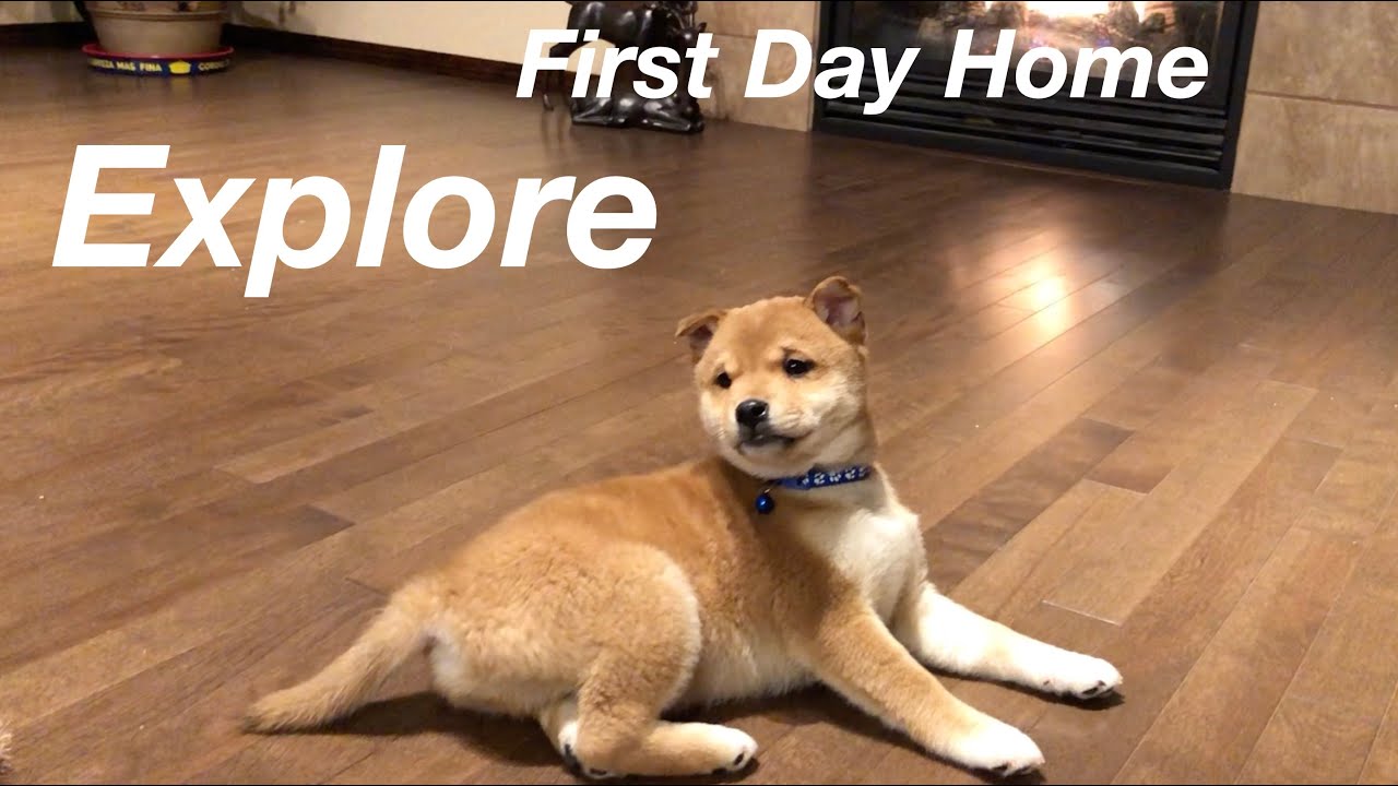 Shiba Inu Puppy First Day Home /Exploring New Home/小柴犬回家第一天/探索新家