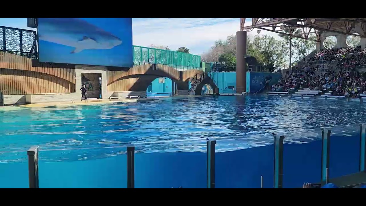 Orlando Sea world orca show 2025