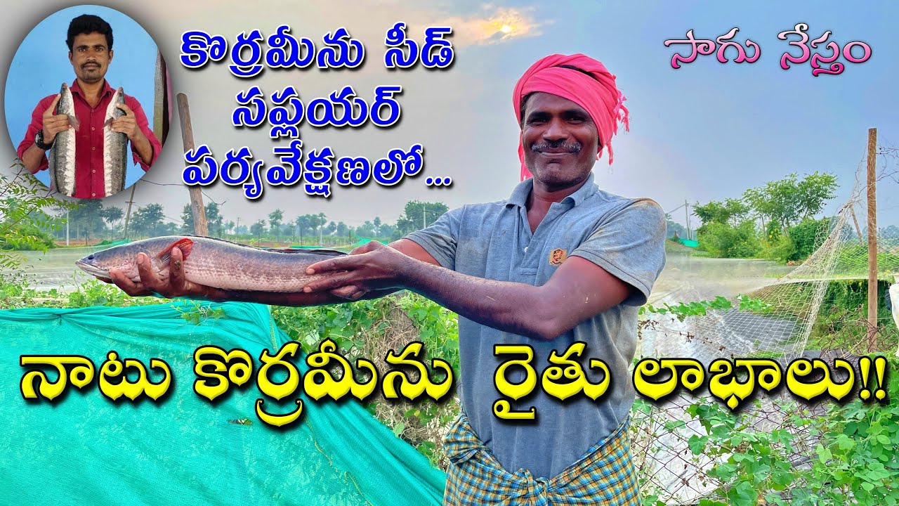 Desi Murrel Fish Farm | Velugupalli | నాటు కొర్రమీను సాగు రైతు అనుభవాలు | Sagu Nestham | సాగు నేస్తం