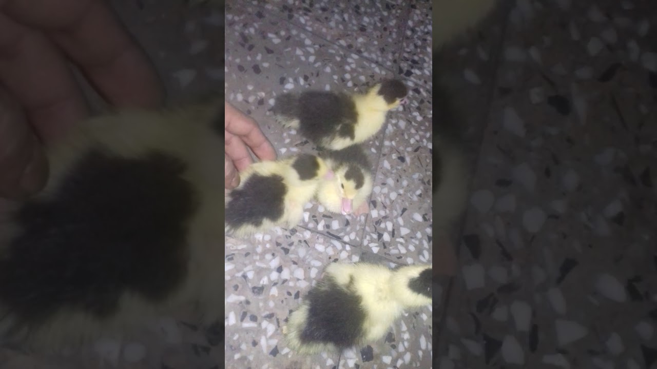 My muscovy ducklings 3 day(3)