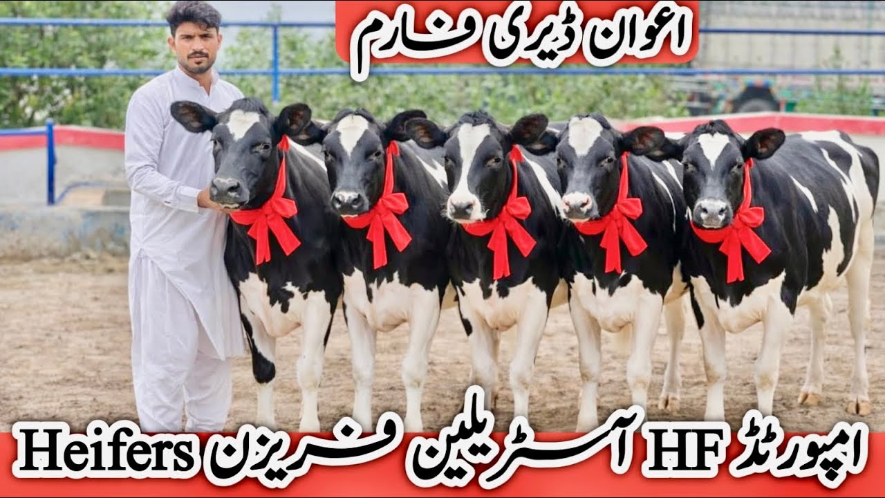 Awan Dairy Farm | Best Imported Heifers & Cows in Pakistan