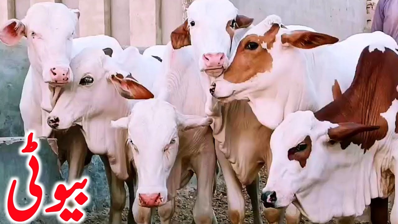 Cholistani Gulabi Ablk Nukre Babre For Sacrifice Or Breeding || Global Village Farming