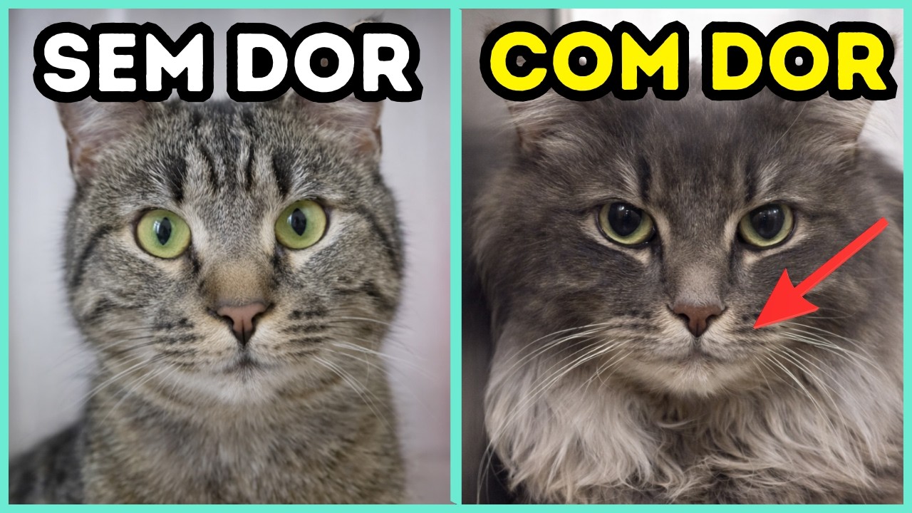 Se o Seu Gato Fizer Essa EXPRESSÃO FACIAL, Ele Está Com MUITA DOR!