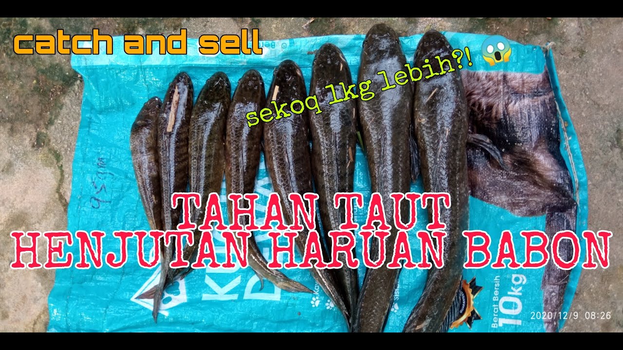 #EP27 Tahan Taut Haruan - rezeki ikan haruan/gabus besar terus jual