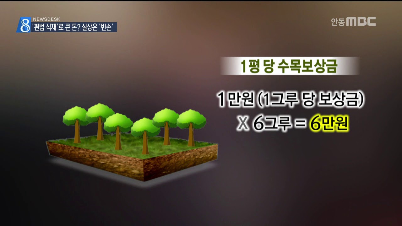[안동MBC뉴스]'편법 식재'로 큰돈? 실상은 '빈손'