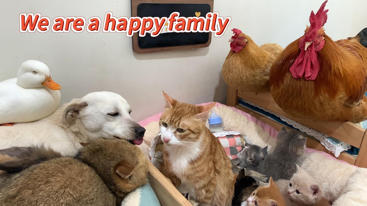Led by the cat, the hen, dog, rabbit, duck, and rooster became good friends! A happy animal family.